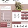 Cannabis seeds Auto Melonade Runtz® NEW! from Dutch Passion